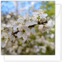 Hedgerow blossom